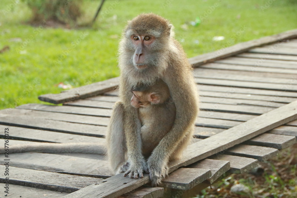 Fototapeta premium monkeys sits and eating in the forest. Monkey forest, Kembang Island Banjarmasin