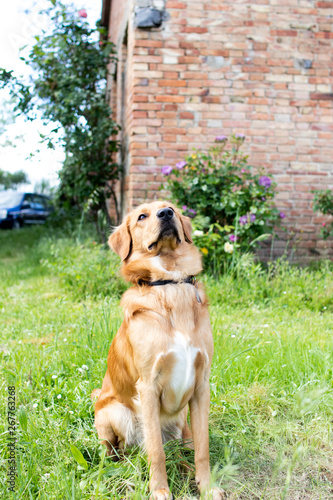 Beautiful dog, golden retriever playing in the spring with his friends. Pet dog sitting in front of his owner, playful animals