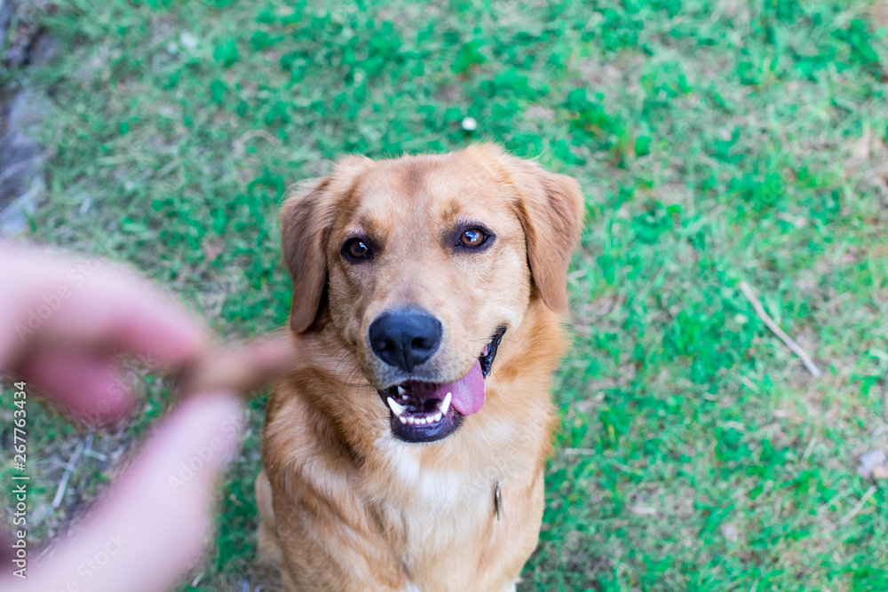 Beautiful dog, golden retriever playing in the spring with his friends. Pet dog looking for something to eat. Giving food to a dog sitting on command Beautiful dog, golden retriever playing in the spring with his friends. Pet dog looking for something to eat. Giving food to a dog sitting on command