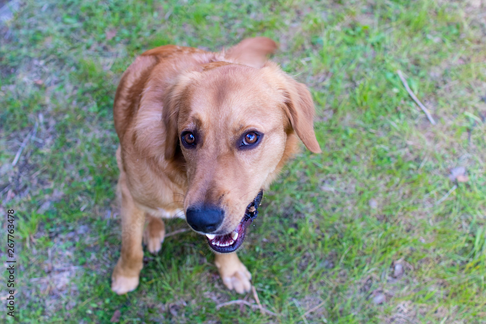 Beautiful dog, golden retriever playing in the spring with his friends. Pet dog looking for something to eat. Giving food to a dog sitting on command Beautiful dog, golden retriever playing in the spring with his friends. Pet dog looking for something to eat. Giving food to a dog sitting on command