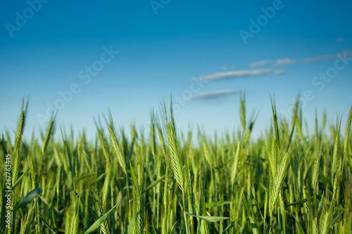 Green rye ears on field and cloud on blue sky
