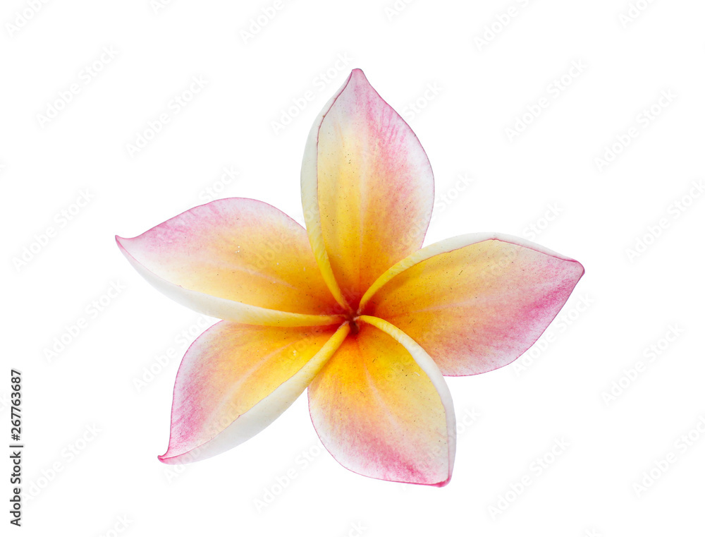 Fototapeta premium Frangipani, Pumeria, Frangipanni, isolated on white background