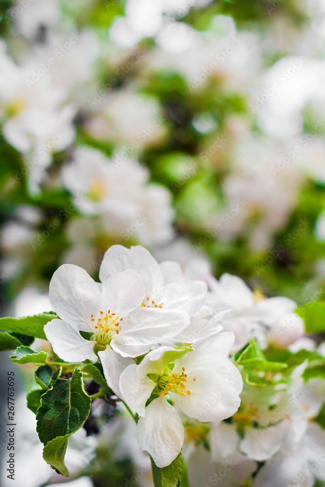 Flowering branch of apple tree in a spring Flowering branch of apple tree in a spring