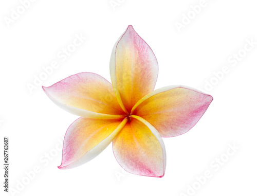 Frangipani, Pumeria, Frangipanni, isolated on white background