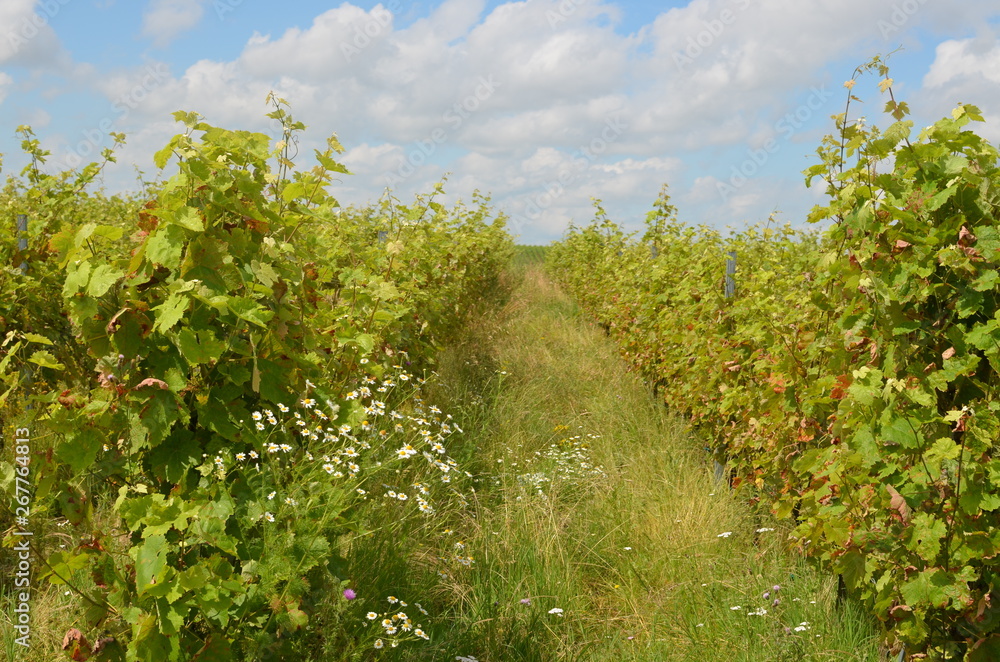 Naklejka premium Weinberge