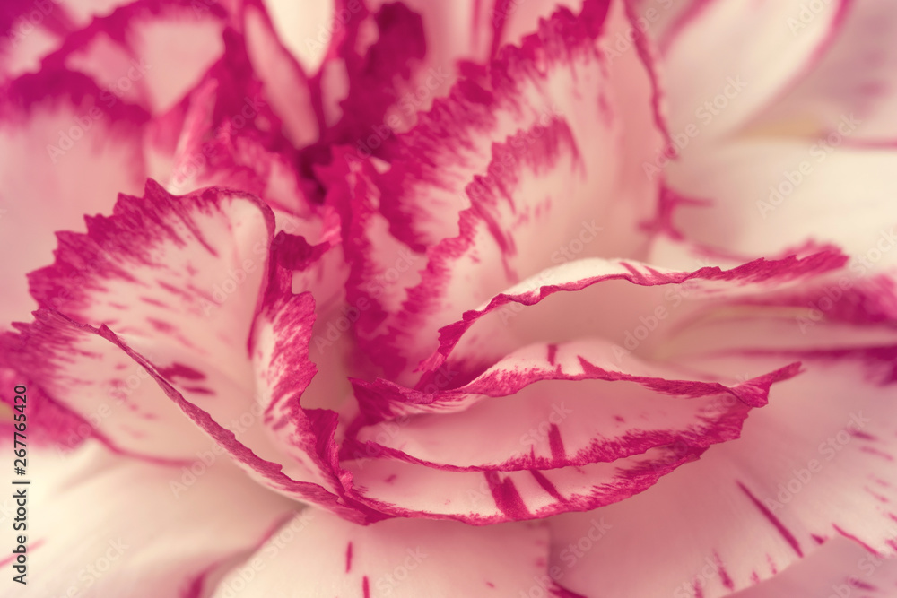  Carnation flower petals close up