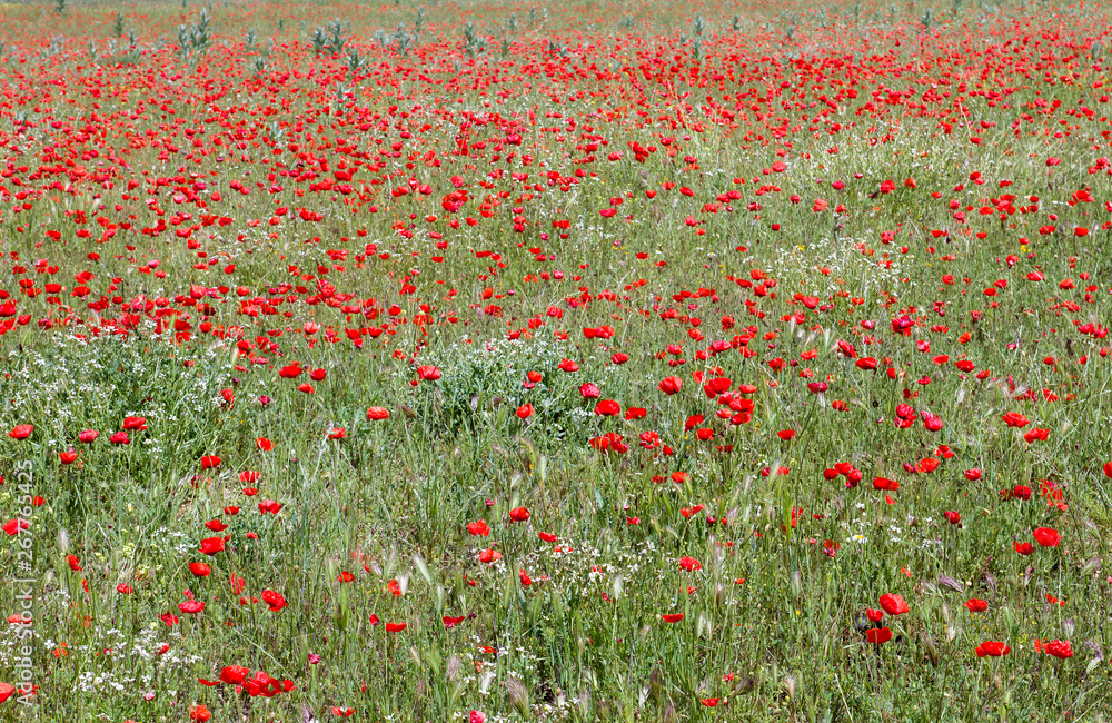 Wild red poppies and green grass