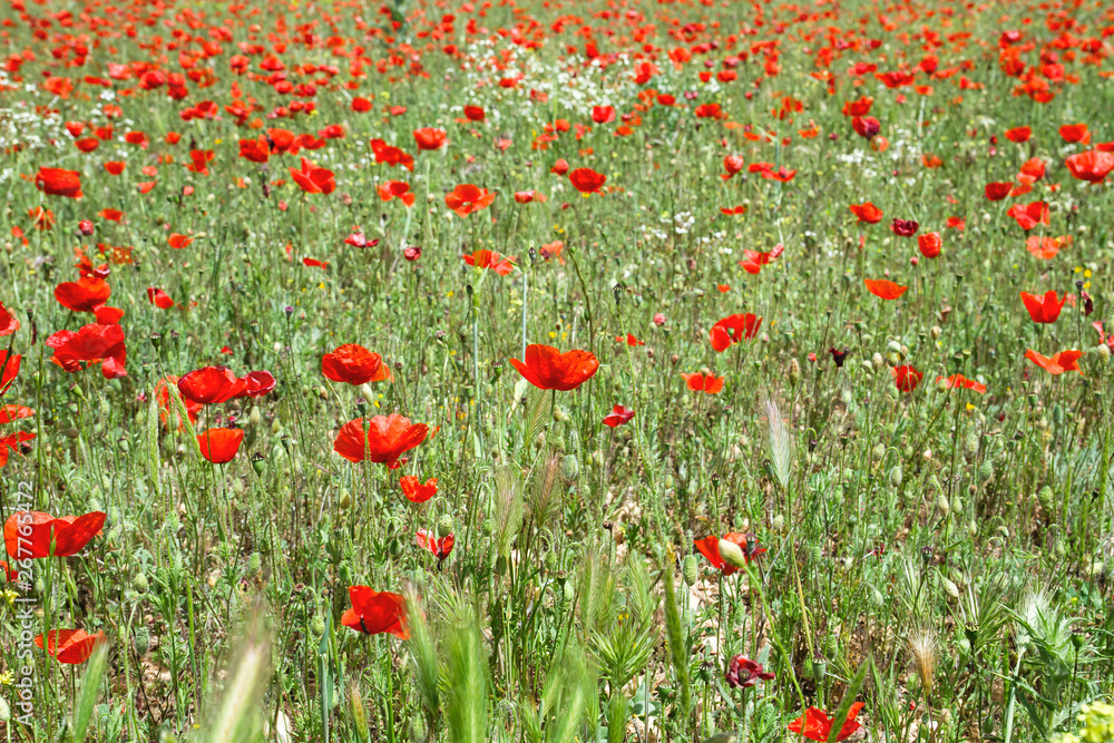 Red poppies growing wild among the green grass