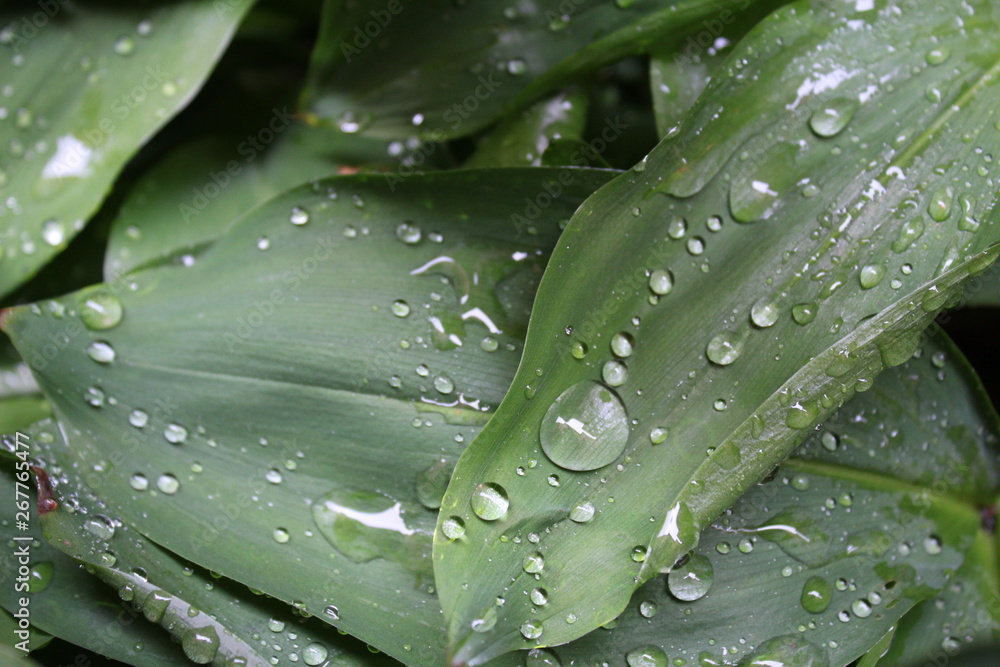 Dew, water drops on the leaves of Convallaria majalis common Lily of the valley Dew, water drops on the leaves of Convallaria majalis common Lily of the valley