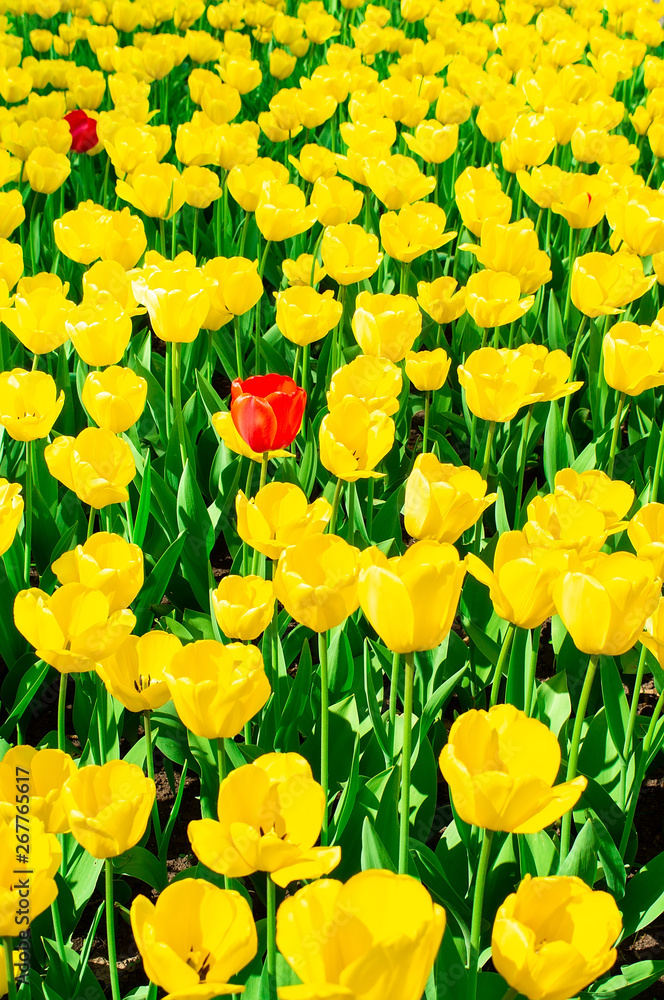 Fototapeta premium Yellow tulips close up background
