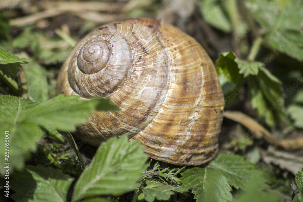 Big snail and shell in the meadow. snail in the grass Big snail and shell in the meadow. snail in the grass