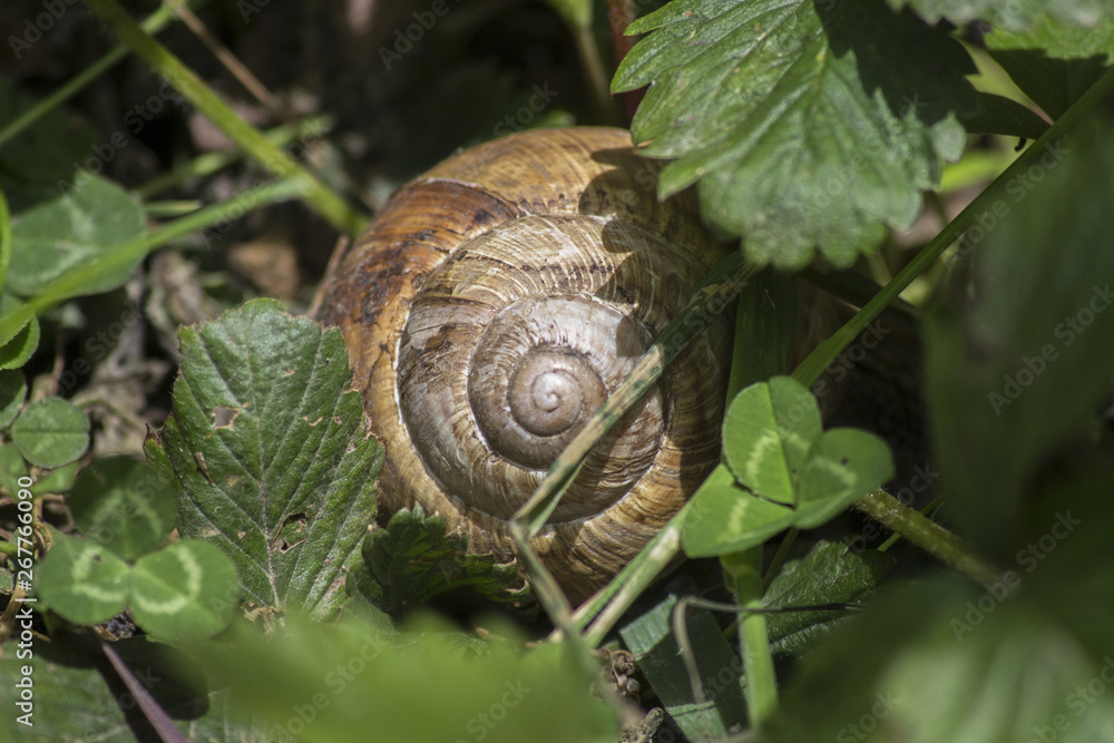 Big snail and shell in the meadow. snail in the grass Big snail and shell in the meadow. snail in the grass
