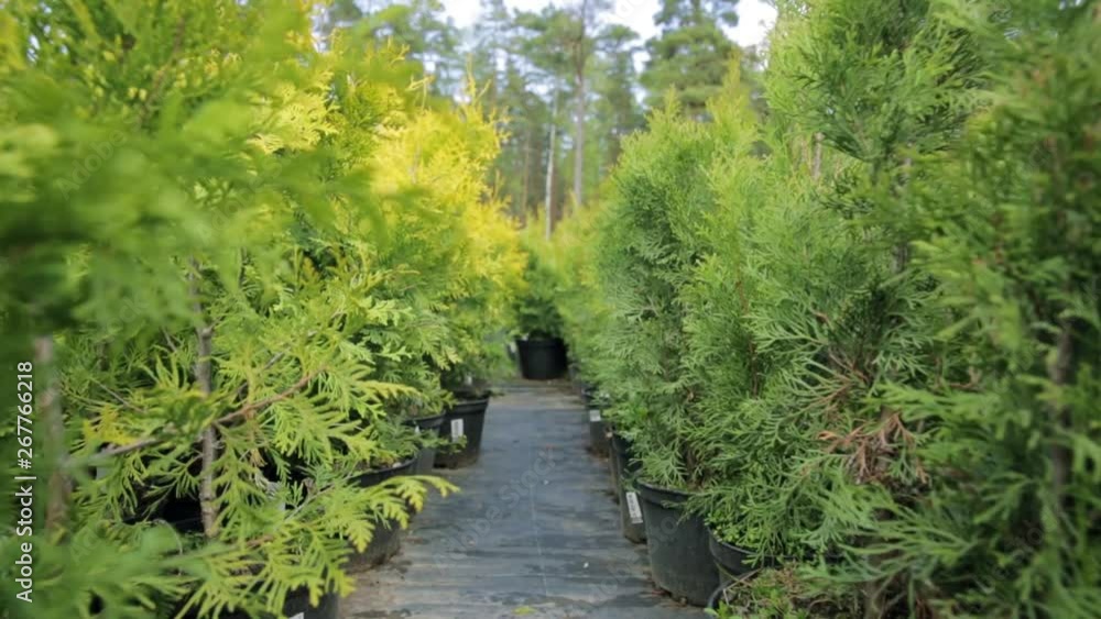 Row of coniferous trees in tree plant garden nursery. Thuja trees at plant nursery Row of coniferous trees in tree plant garden nursery. Thuja trees at plant nursery