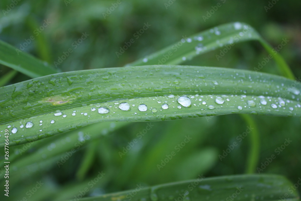 Leaves of Iris, Crin, Lily with rainy drops, droplets, macro photography Leaves of Iris, Crin, Lily with rainy drops, droplets, macro photography