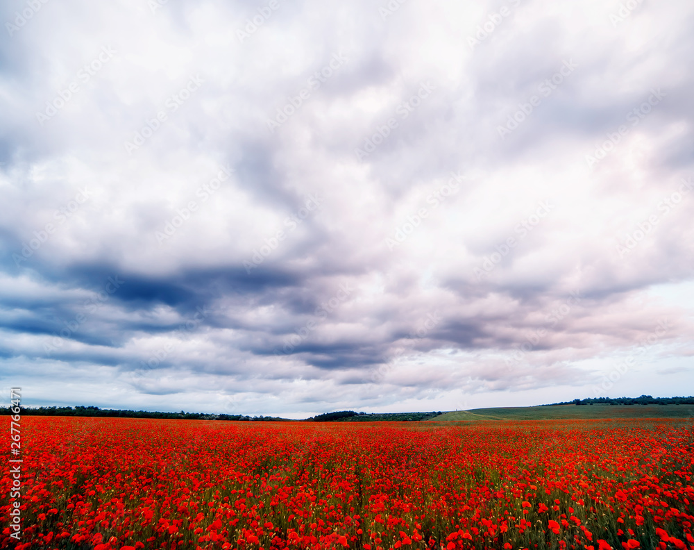 Red blooming fields of poppies and dramatic gloomy sky.
