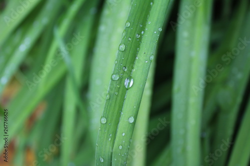 Leaves of Iris  Crin  Lily with rainy drops  droplets  macro photography
