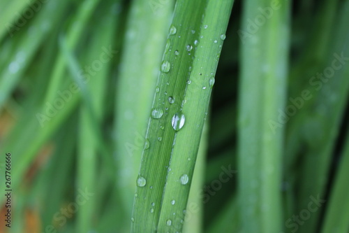 Leaves of Iris, Crin, Lily with rainy drops, droplets, macro photography