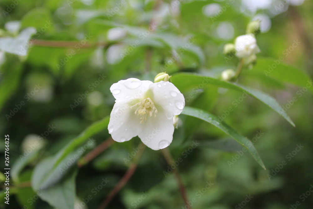Jasmine, Jasminum with rainy drops, droplets, macro photography Jasmine, Jasminum with rainy drops, droplets, macro photography