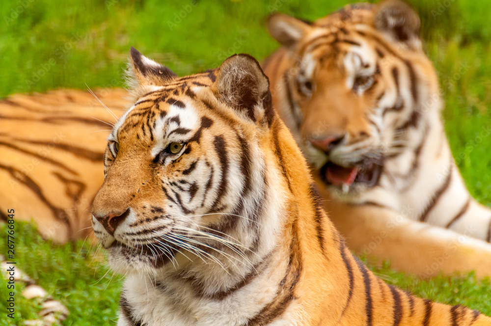 Portrait of an amur tiger in a zoo Portrait of an amur tiger in a zoo