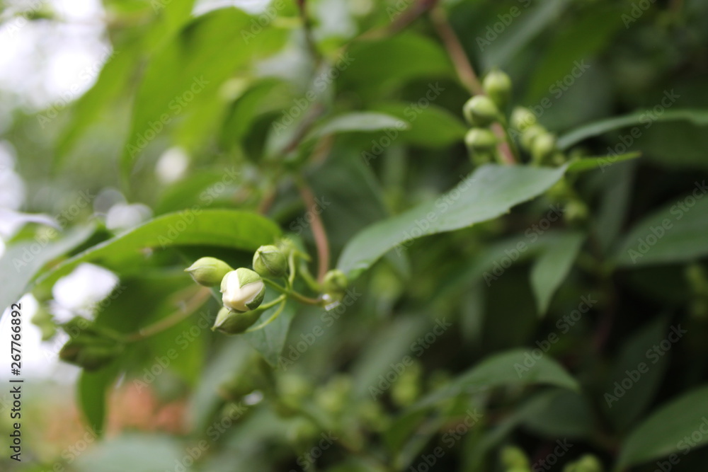 Jasmine, Jasminum flower with rainy drops, droplets, macro photography Jasmine, Jasminum flower with rainy drops, droplets, macro photography