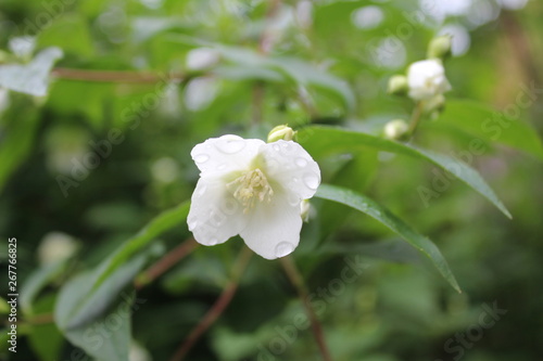 Jasmine  Jasminum with rainy drops  droplets  macro photography