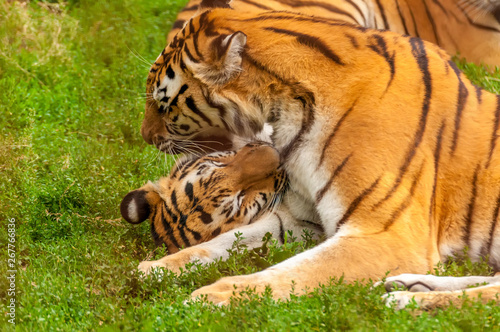 View on the amur tigers playing or fighting