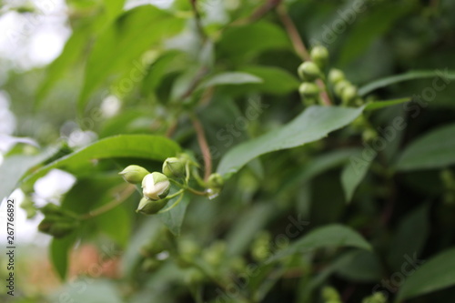 Jasmine, Jasminum flower with rainy drops, droplets, macro photography