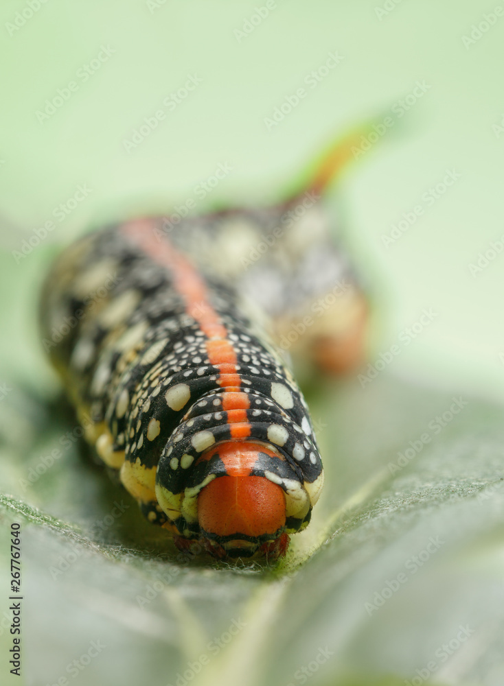 Fototapeta premium Caterpillar on green leaf portrait