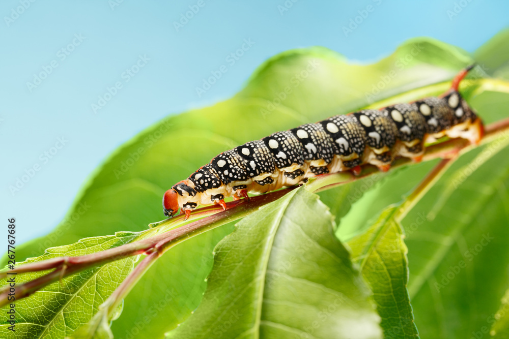 Hornworm caterpillar crawling on tree
