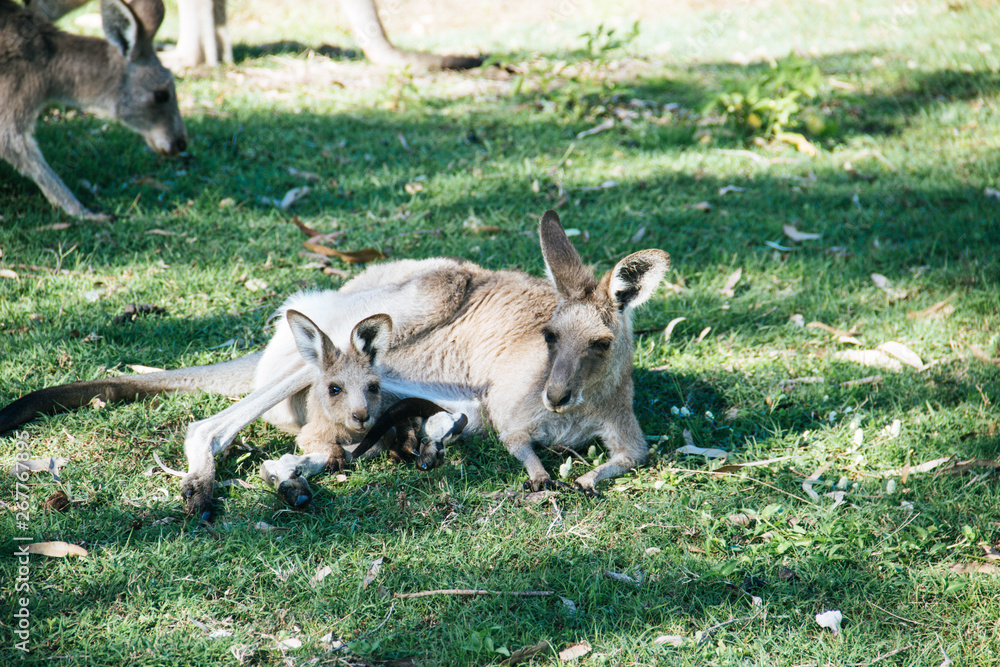 Mother and baby kangaroo lying on the grass Mother and baby kangaroo lying on the grass