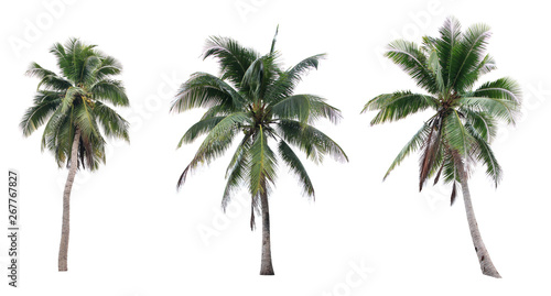 Set of coconut tree isolated on white background