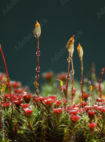 Seta and red sporophytes photo