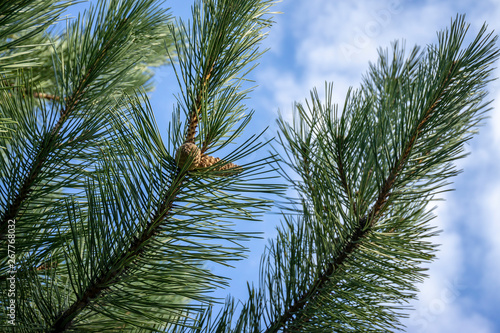 Closed brown cones on branch of an Austrian pine or black pine against blue sky. Beautiful long needles on branch cover cones. Selective focus.   oncept of nature of  North Caucasus for design.