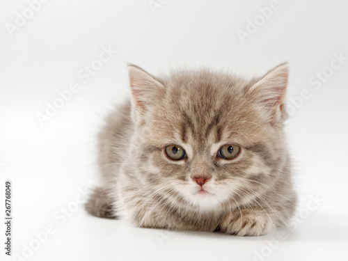 little funny kittens on a white background