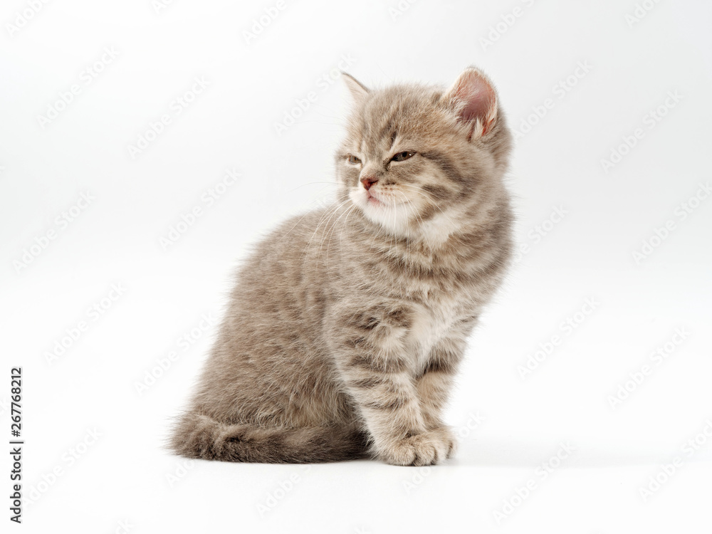 Obraz premium little funny kittens on a white background