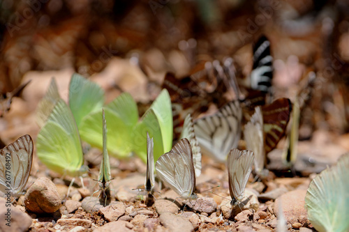 Butterflies following a series of natural Ban Krang Camp. Phetchaburi  Thailand