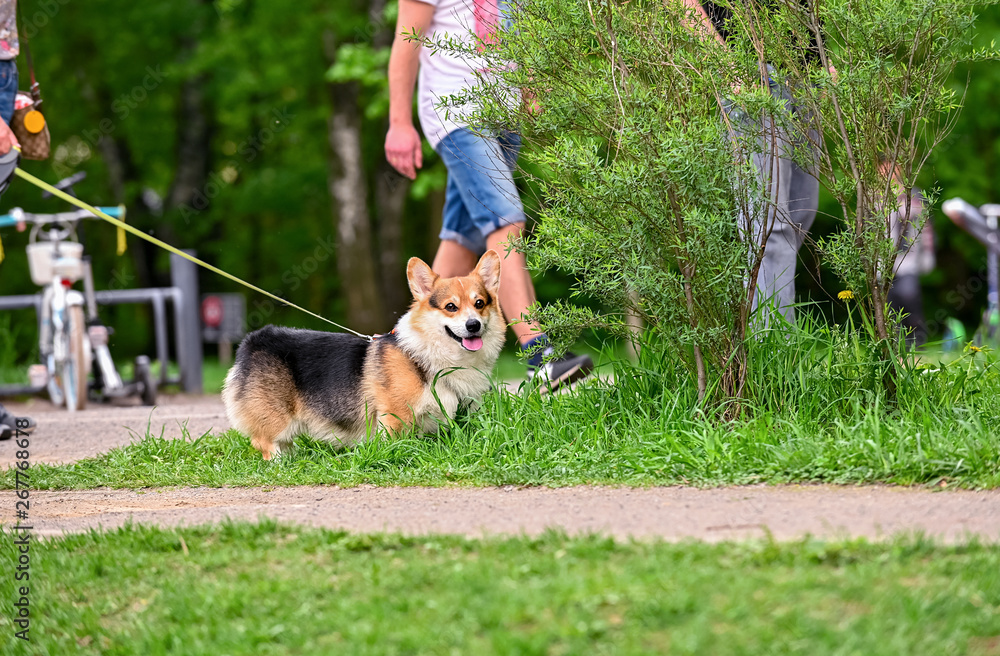walk with Pembroke Welsh Corgi dog in spring park