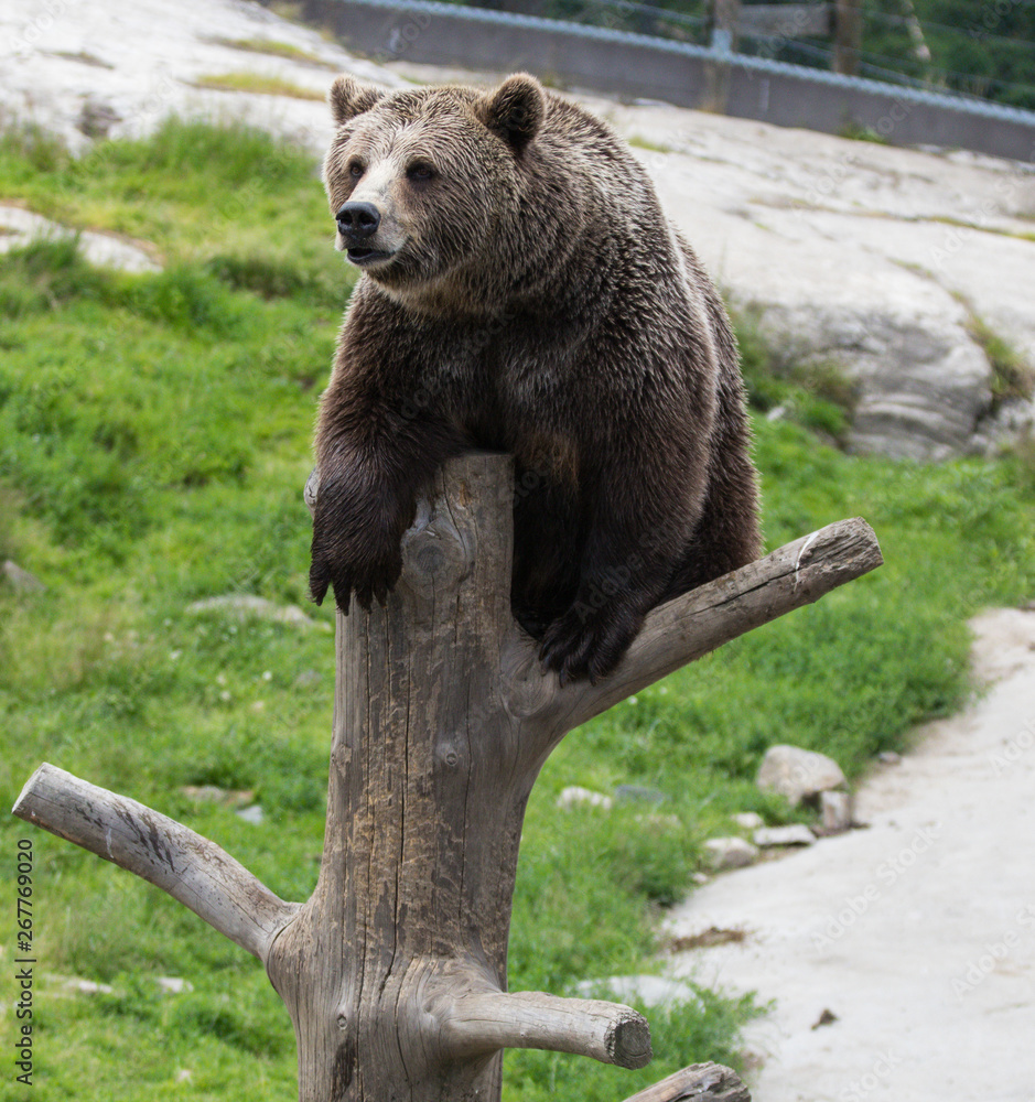 Fototapeta premium Closeup portrait of huge adult brown bear climbing on the tree trunk. Ursus arctos beringianus. Kamchatka bear.