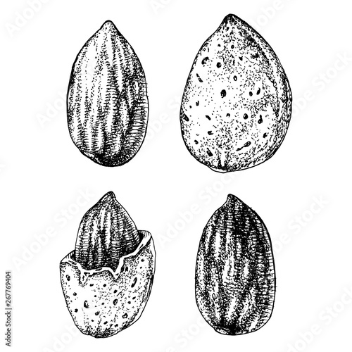 Hand drawn almonds