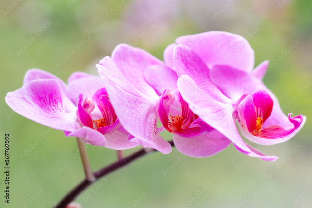 Beautiful tropical exotic branch with pink and magenta Moth Phalaenopsis Orchid flowers in spring in the forest on light green background. Beautiful tropical exotic branch with pink and magenta Moth Phalaenopsis Orchid flowers in spring in the forest on light green background.