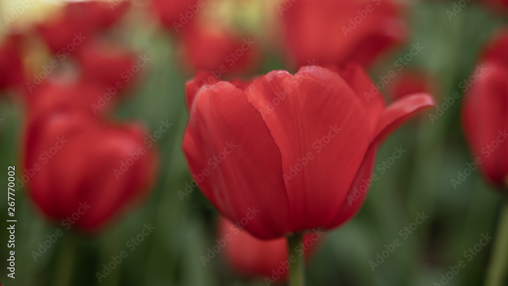 red tulips on a green background of foliage in early spring