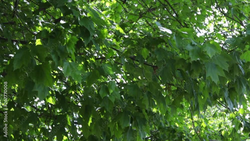 Slow motion over summer leave in tree Slow motion over summer leave in tree