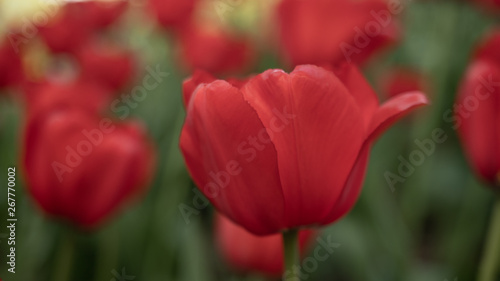 red tulips on a green background of foliage in early spring