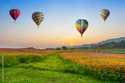 Hot air balloon flying over cosmos flowers fields on sunset at chiang rai, Thailand.