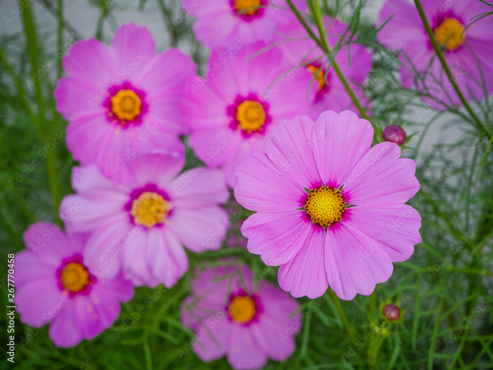 Close up Beautiful cosmos flowers in blooming