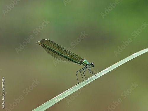 Beautiful green dragonfly on a leaf photo