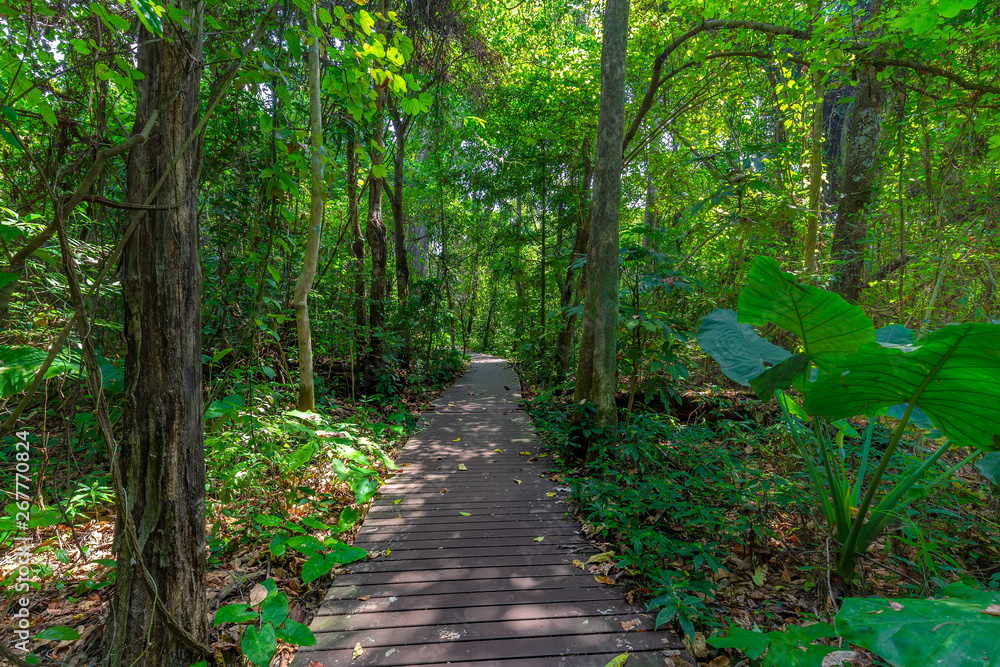 Nature study trail with wooden bridge in the tropical forest of Thailand Nature study trail with wooden bridge in the tropical forest of Thailand