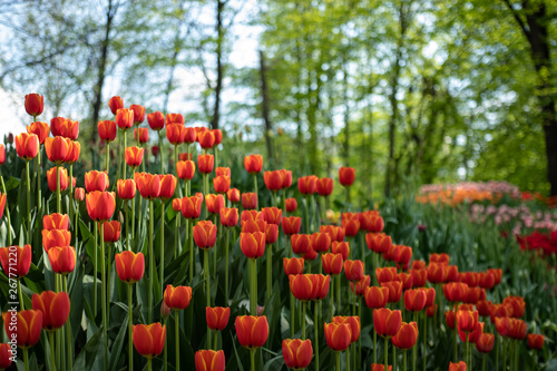 Many bright orange tulips in the Park on a Sunny day