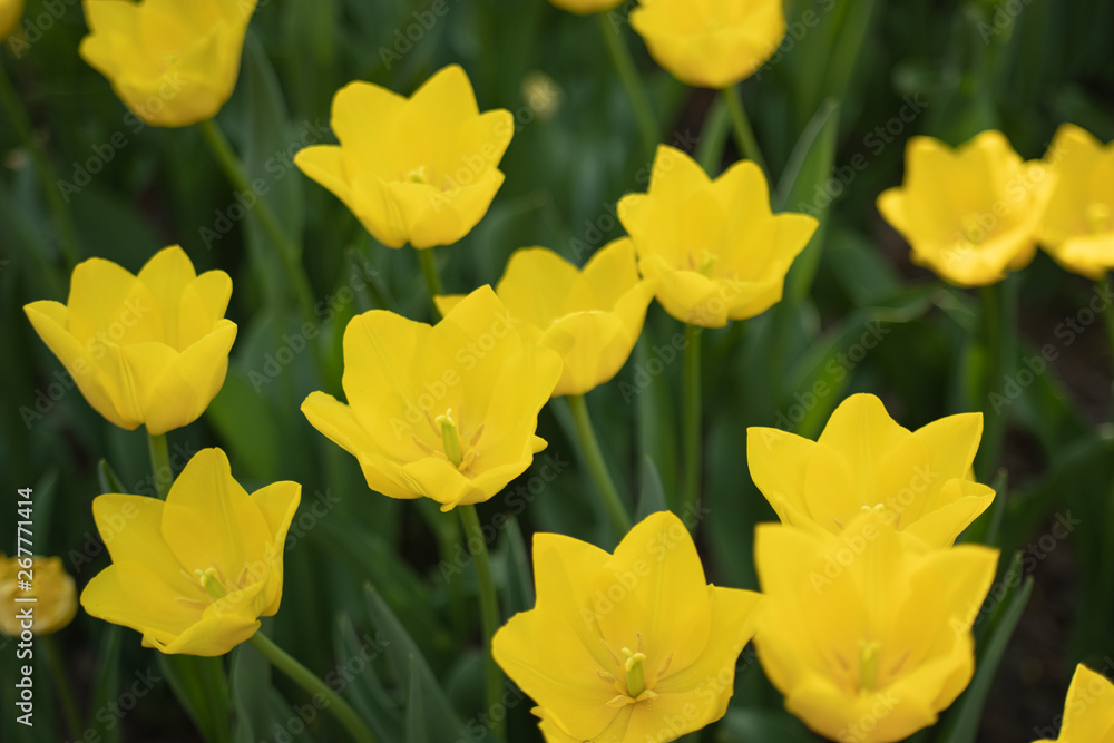 Yellow tulips bloom on a Sunny day in the Park on a background of green leaves Yellow tulips bloom on a Sunny day in the Park on a background of green leaves
