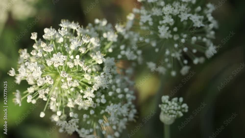 bee on Onion flower field , Onion flower field bee on Onion flower field , Onion flower field